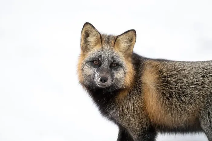 Framed Print : Portrait of a cross fox, a melanistic color variant of a red fox, standing in the snow near Churchill, Manitoba Framed Print : Portrait of a cross fox, a melanistic color variant of a red fox, standing in the snow near Churchill, Manitoba