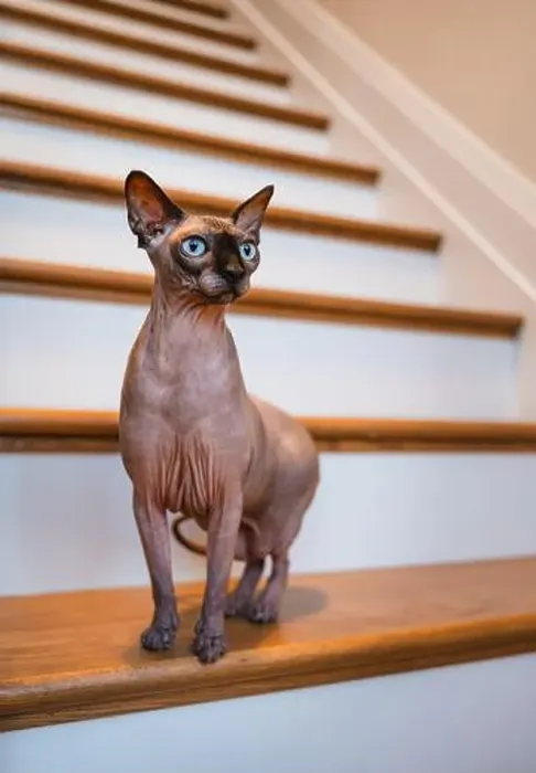 Framed Print : Portrait of hairless sphynx cat standing on staircase in home Framed Print : Portrait of hairless sphynx cat standing on staircase in home