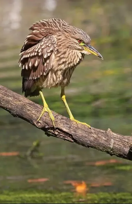 Framed Print : Portrait of a juvenile Black-crowned night heron sitting on the trunk on the swamp Framed Print : Portrait of a juvenile Black-crowned night heron sitting on the trunk on the swamp