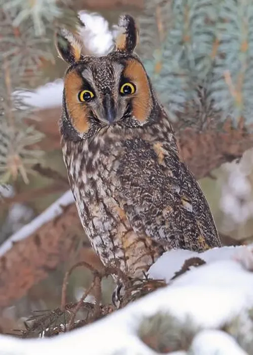 Framed Print : Portrait of a Long-eared owl in a fir tree surrounded by branches and snow, Quebec, Canada Framed Print : Portrait of a Long-eared owl in a fir tree surrounded by branches and snow, Quebec, Canada