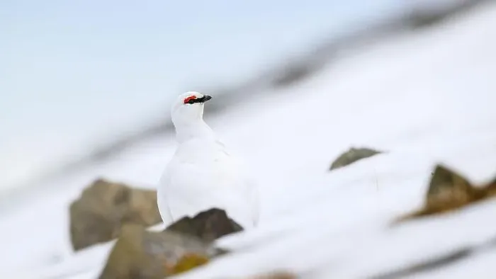 Framed Print : Portrait of male, white Svalbard Rock Ptarmigan (Lagopus muta hyperborea) in spring Framed Print : Portrait of male, white Svalbard Rock Ptarmigan (Lagopus muta hyperborea) in spring