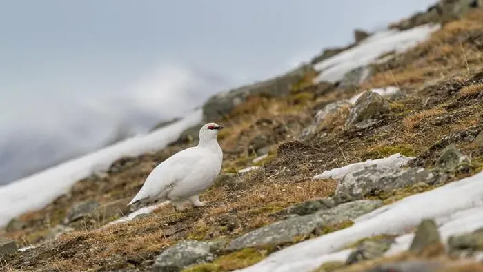 Framed Print : Portrait of male, white Svalbard Rock Ptarmigan (Lagopus muta hyperborea) in spring Framed Print : Portrait of male, white Svalbard Rock Ptarmigan (Lagopus muta hyperborea) in spring