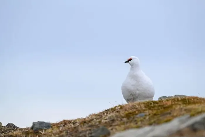 Framed Print : Portrait of male, white Svalbard Rock Ptarmigan (Lagopus muta hyperborea) in spring Framed Print : Portrait of male, white Svalbard Rock Ptarmigan (Lagopus muta hyperborea) in spring