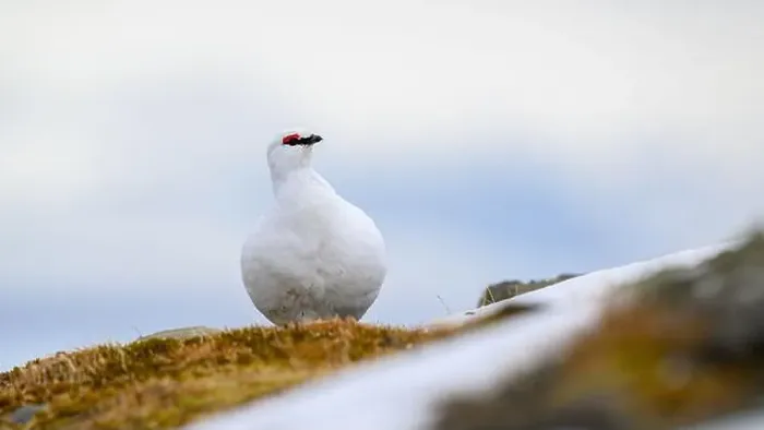 Framed Print : Portrait of male, white Svalbard Rock Ptarmigan (Lagopus muta hyperborea) in spring Framed Print : Portrait of male, white Svalbard Rock Ptarmigan (Lagopus muta hyperborea) in spring