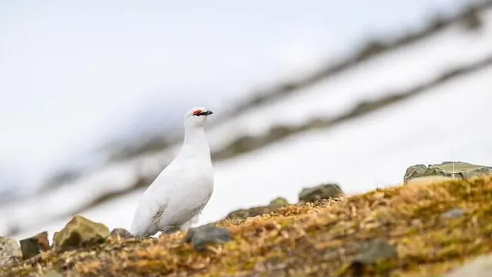 Framed Print : Portrait of male, white Svalbard Rock Ptarmigan (Lagopus muta hyperborea) in spring Framed Print : Portrait of male, white Svalbard Rock Ptarmigan (Lagopus muta hyperborea) in spring