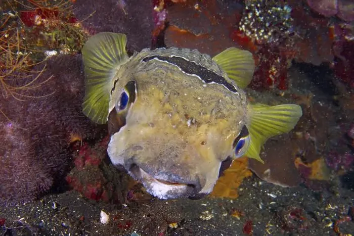 Framed Print : Portrait of masked porcupinefish (Diodon liturosus) Framed Print : Portrait of masked porcupinefish (Diodon liturosus)
