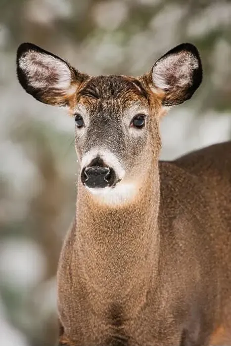 Framed Print : Portrait of a mature white-tailed deer buck with shed antlers Framed Print : Portrait of a mature white-tailed deer buck with shed antlers