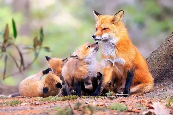 Framed Print : Portrait of mother fox with babies playing in the forest with green foreground, Canada
