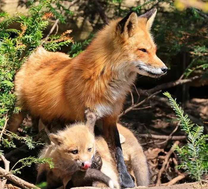 Framed Print : Portrait of mother red fox and her baby in the forest, Canada Framed Print : Portrait of mother red fox and her baby in the forest, Canada