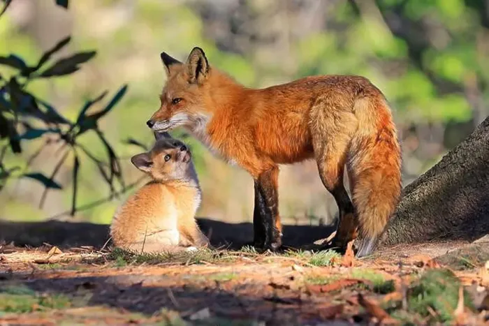 Framed Print : Portrait of mother red fox and her baby in the forest, Canada Framed Print : Portrait of mother red fox and her baby in the forest, Canada