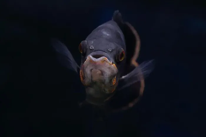 Framed Print : Portrait of an Oscar fish (Astronotus ocellatus) on black background Framed Print : Portrait of an Oscar fish (Astronotus ocellatus) on black background