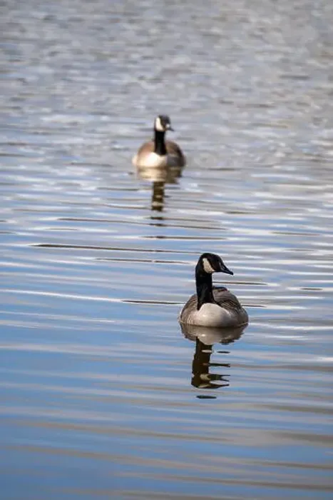 Framed Print : Portrait photo of a pair of Canada Geese Framed Print : Portrait photo of a pair of Canada Geese