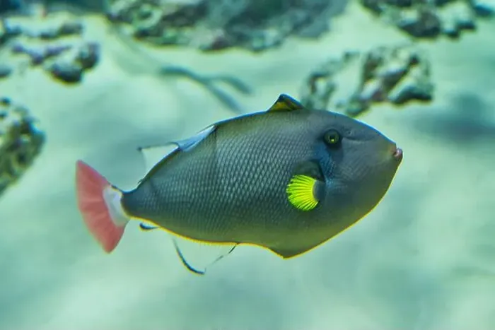 Framed Print : Portrait of pinktail Triggerfish Framed Print : Portrait of pinktail Triggerfish