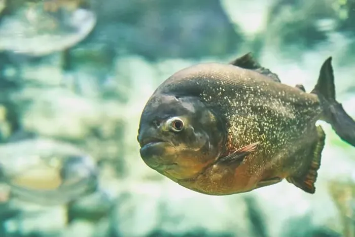 Framed Print : Portrait of piranha, freshwater fish living in aquarium Framed Print : Portrait of piranha, freshwater fish living in aquarium