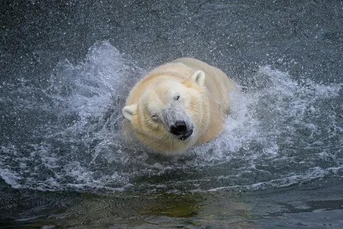 Framed Print : Portrait of a polar bear (Ursus maritimus) in the water in a zoo, splashing water Framed Print : Portrait of a polar bear (Ursus maritimus) in the water in a zoo, splashing water