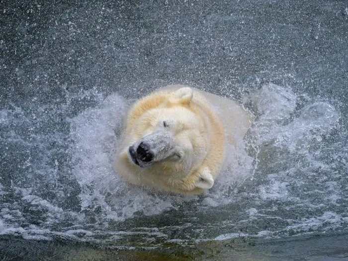 Framed Print : Portrait of a polar bear (Ursus maritimus) in the water in a zoo, splashing water Framed Print : Portrait of a polar bear (Ursus maritimus) in the water in a zoo, splashing water