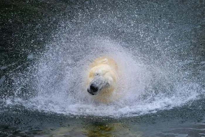 Framed Print : Portrait of a polar bear (Ursus maritimus) in the water in a zoo, splashing water Framed Print : Portrait of a polar bear (Ursus maritimus) in the water in a zoo, splashing water