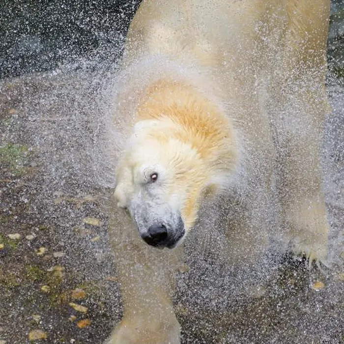 Framed Print : Portrait of a polar bear (Ursus maritimus) in the water in a zoo, splashing water Framed Print : Portrait of a polar bear (Ursus maritimus) in the water in a zoo, splashing water