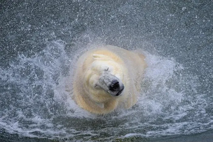 Framed Print : Portrait of a polar bear (Ursus maritimus) in the water in a zoo, splashing water Framed Print : Portrait of a polar bear (Ursus maritimus) in the water in a zoo, splashing water