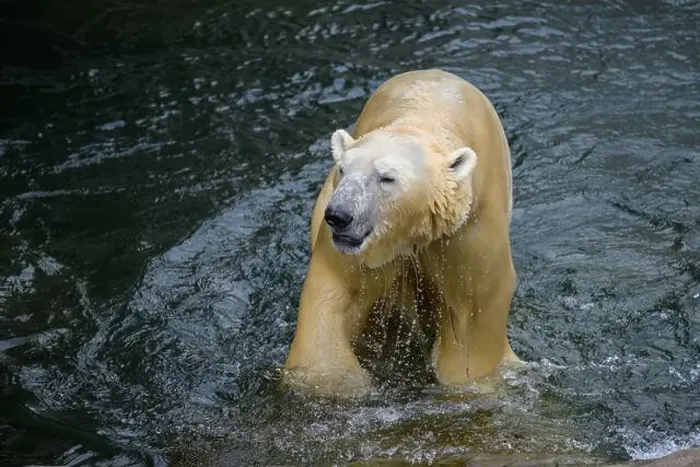 Framed Print : Portrait of a polar bear (Ursus maritimus) in the water in a zoo Framed Print : Portrait of a polar bear (Ursus maritimus) in the water in a zoo