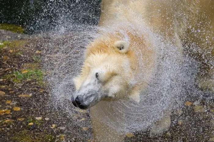 Framed Print : Portrait of a polar bear (Ursus maritimus) in the water in a zoo, splashing water Framed Print : Portrait of a polar bear (Ursus maritimus) in the water in a zoo, splashing water