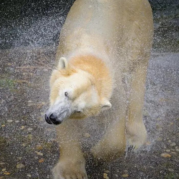 Framed Print : Portrait of a polar bear (Ursus maritimus) in the water in a zoo, splashing water Framed Print : Portrait of a polar bear (Ursus maritimus) in the water in a zoo, splashing water