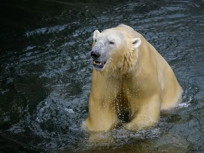 Framed Print : Portrait of a polar bear (Ursus maritimus) in the water in a zoo