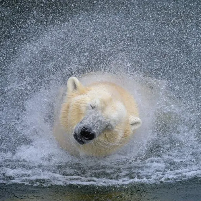 Framed Print : Portrait of a polar bear (Ursus maritimus) in the water in a zoo, splashing water Framed Print : Portrait of a polar bear (Ursus maritimus) in the water in a zoo, splashing water