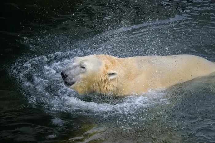 Framed Print : Portrait of a polar bear (Ursus maritimus) in the water in a zoo Framed Print : Portrait of a polar bear (Ursus maritimus) in the water in a zoo