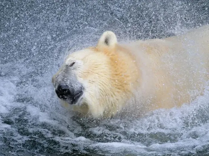 Framed Print : Portrait of a polar bear (Ursus maritimus) in the water in a zoo, splashing water Framed Print : Portrait of a polar bear (Ursus maritimus) in the water in a zoo, splashing water