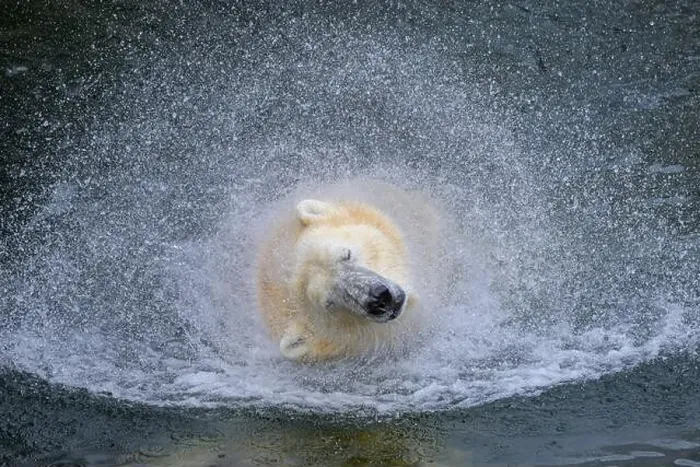 Framed Print : Portrait of a polar bear (Ursus maritimus) in the water in a zoo, splashing water Framed Print : Portrait of a polar bear (Ursus maritimus) in the water in a zoo, splashing water