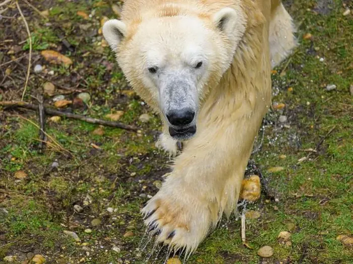 Framed Print : Portrait of a polar bear (Ursus maritimus) in a zoo Framed Print : Portrait of a polar bear (Ursus maritimus) in a zoo