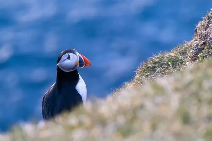 Framed Print : Portrait of a puffin in Faroe Islands looking away Framed Print : Portrait of a puffin in Faroe Islands looking away