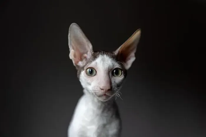 Framed Print : Portrait of a purebred cornish rex cat on a dark background Framed Print : Portrait of a purebred cornish rex cat on a dark background