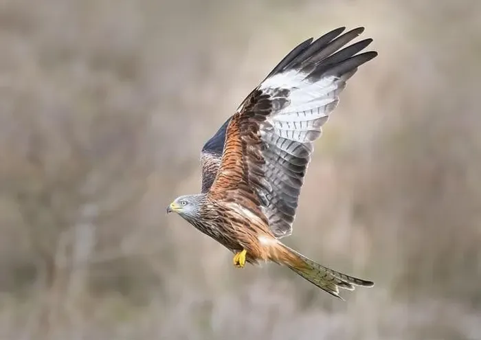Framed Print : portrait of a red kite Framed Print : portrait of a red kite