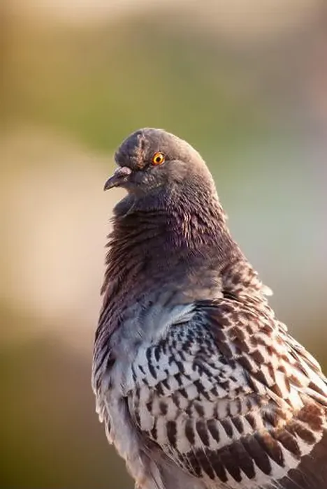 Framed Print : Portrait of a rock pigeon commonly found in urban areas within the USA Framed Print : Portrait of a rock pigeon commonly found in urban areas within the USA