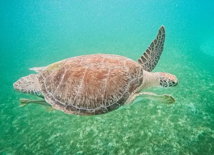 Framed Print : Portrait of a sea turtle swimming in tropical waters, St John Framed Print : Portrait of a sea turtle swimming in tropical waters, St John