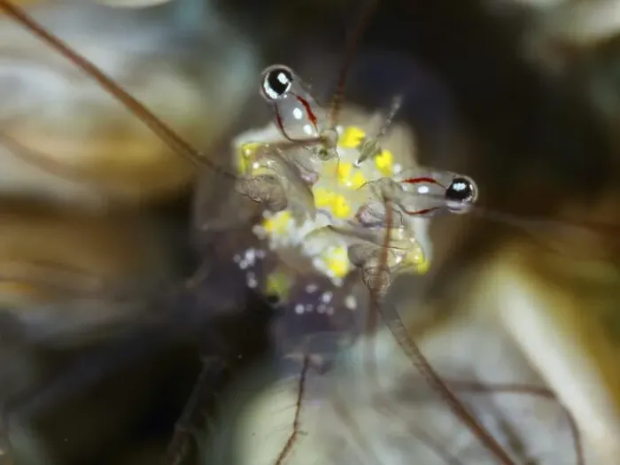 Framed Print : Portrait of a shrimp with huge eyes and yellow dots Framed Print : Portrait of a shrimp with huge eyes and yellow dots