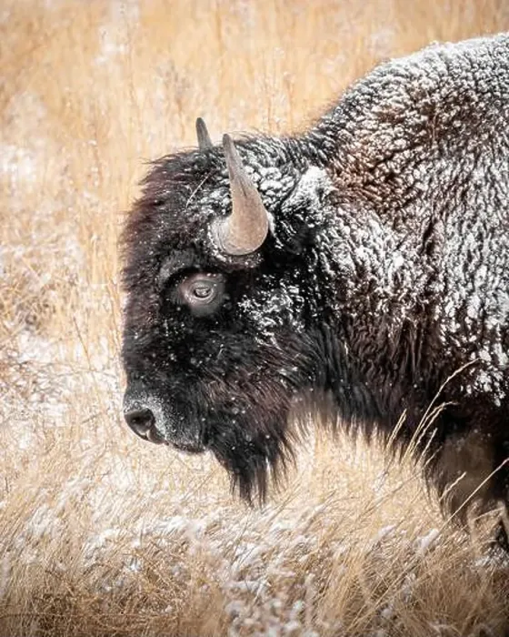 Framed Print : Side portrait of a snow covered bison in a snowy grass field Framed Print : Side portrait of a snow covered bison in a snowy grass field
