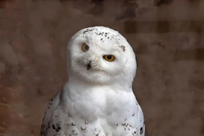 Framed Print : Portrait of a snowy owl from the front