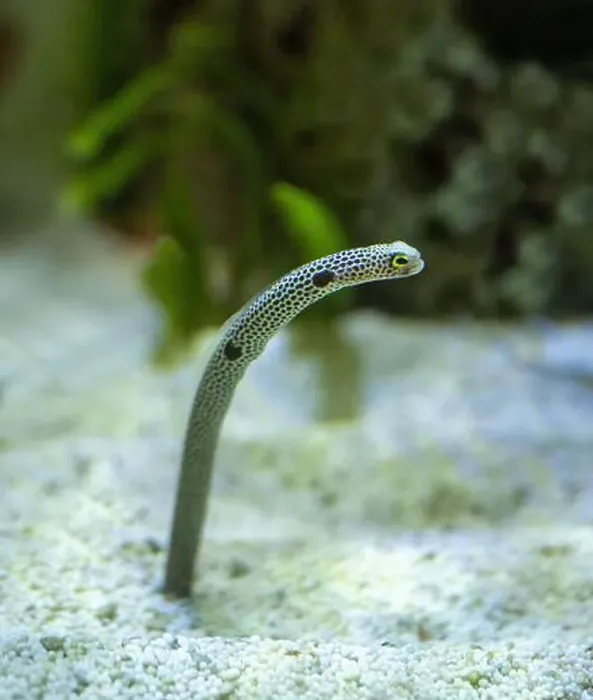 Framed Print : Portrait of a Spotted Garden Eel, Heteroconger hassi Framed Print : Portrait of a Spotted Garden Eel, Heteroconger hassi