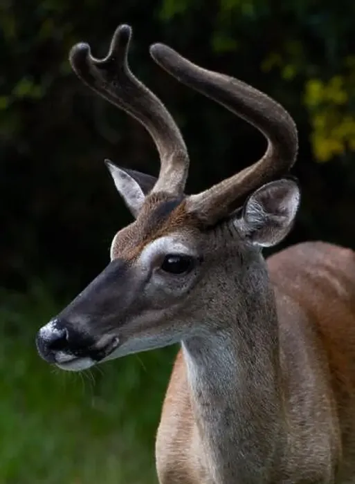 Framed Print : Portrait view of a whitetail deer