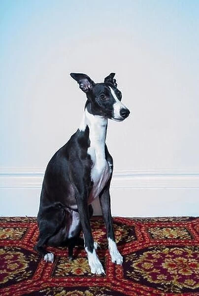 Portrait of a Whippet against a white wall and patterned carpet