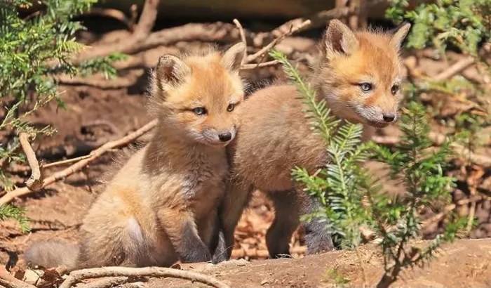 Framed Print : Portrait of young red foxes playing near their den with green foreground, Canada Framed Print : Portrait of young red foxes playing near their den with green foreground, Canada