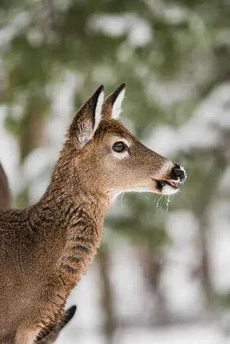 Framed Print : Portrait of a young white-tailed deer in front of snow covered trees Framed Print : Portrait of a young white-tailed deer in front of snow covered trees