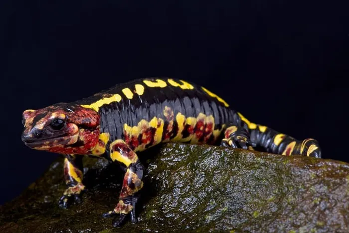 Framed Print : Portugese fire salamander, Salamandra salamandra gallaica Framed Print : Portugese fire salamander, Salamandra salamandra gallaica