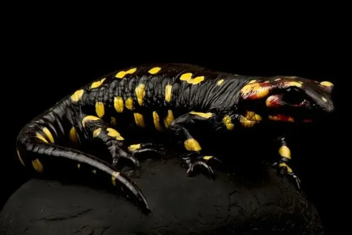 Framed Print : Portugese fire salamander (Salamandra salamandra gallaica) Framed Print : Portugese fire salamander (Salamandra salamandra gallaica)