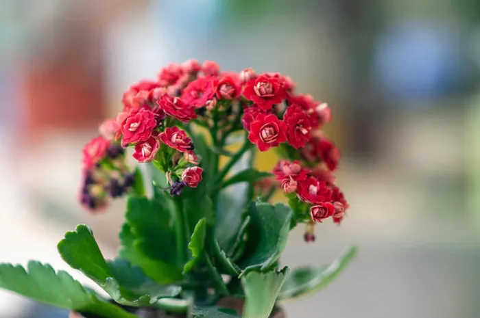 Framed Print : Potted Kalanchoe flowers (Kalanchoe blossfeldiana) Framed Print : Potted Kalanchoe flowers (Kalanchoe blossfeldiana)