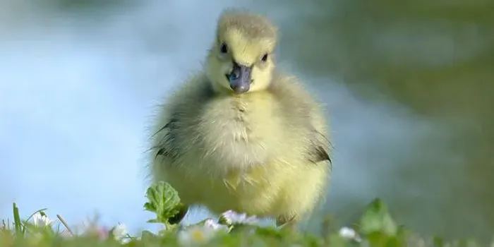 Framed Print : poussin bébé Bernache du Canada - Branta canadensis - baby chick Canada Goose Framed Print : poussin bébé Bernache du Canada - Branta canadensis - baby chick Canada Goose