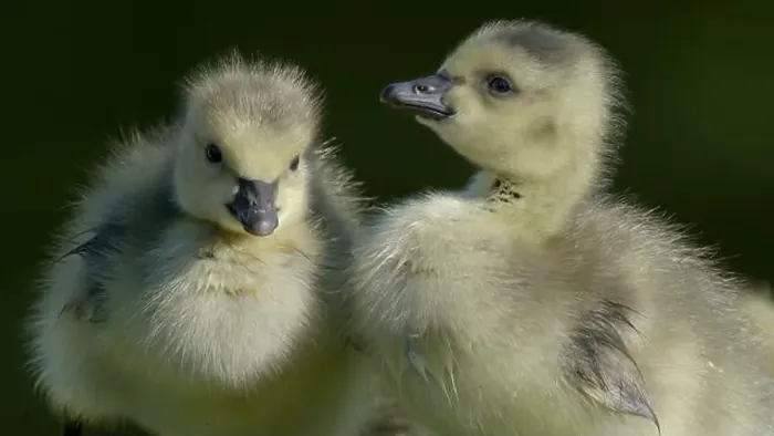 Framed Print : poussin bébé Bernache du Canada - Branta canadensis - baby chick Canada Goose Framed Print : poussin bébé Bernache du Canada - Branta canadensis - baby chick Canada Goose